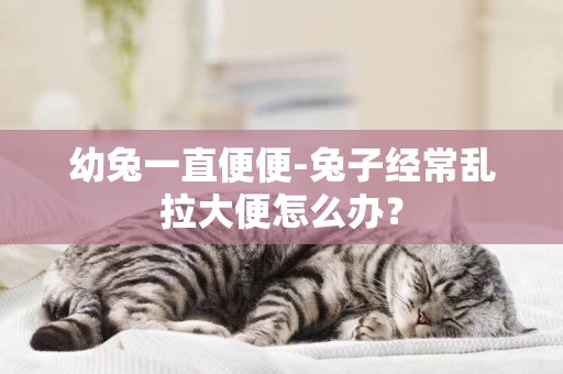 幼兔一直便便-兔子經常亂拉大便怎么辦？