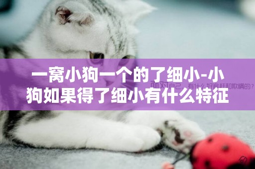 一窩小狗一個的了細小-小狗如果得了細小有什么特征
