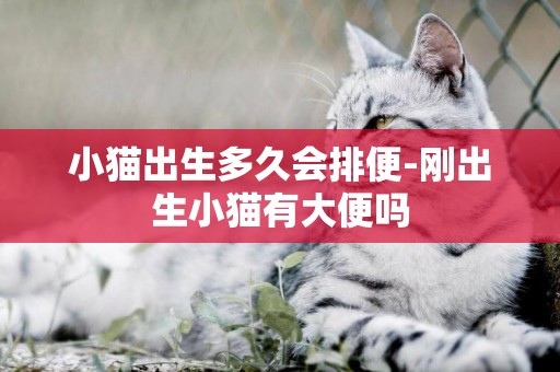 小貓出生多久會排便-剛出生小貓有大便嗎