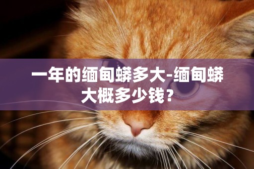 一年的緬甸蟒多大-緬甸蟒大概多少錢？