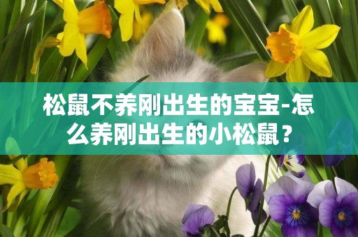 松鼠不養剛出生的寶寶-怎么養剛出生的小松鼠？