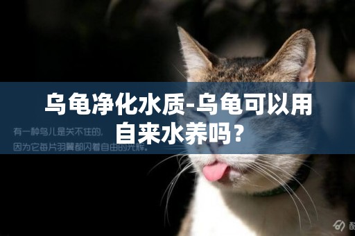 烏龜凈化水質-烏龜可以用自來水養嗎？