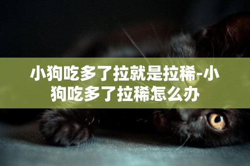 小狗吃多了拉就是拉稀-小狗吃多了拉稀怎么辦