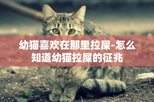 幼貓喜歡在那里拉屎-怎么知道幼貓拉屎的征兆