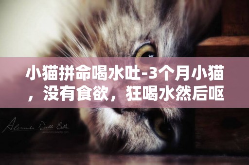 小貓拼命喝水吐-3個月小貓，沒有食欲，狂喝水然后嘔吐了，怎么辦