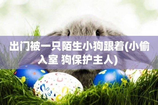 出門被一只陌生小狗跟著(小偷入室 狗保護主人) 
