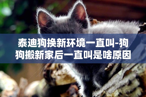 泰迪狗換新環境一直叫-狗狗搬新家后一直叫是啥原因