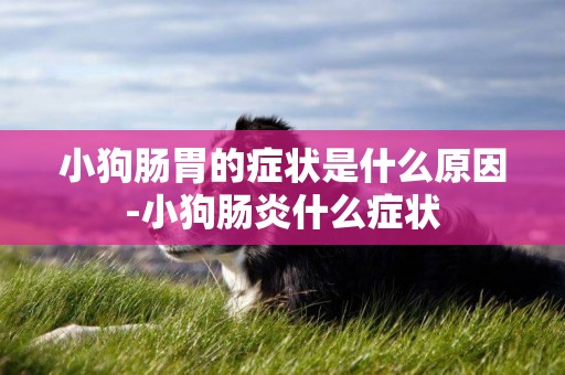 小狗腸胃的癥狀是什么原因-小狗腸炎什么癥狀