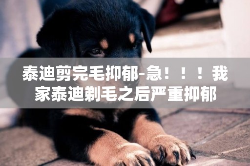 泰迪剪完毛抑郁-急！！！我家泰迪剃毛之后嚴重抑郁