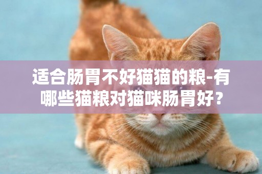 適合腸胃不好貓貓的糧-有哪些貓糧對貓咪腸胃好？