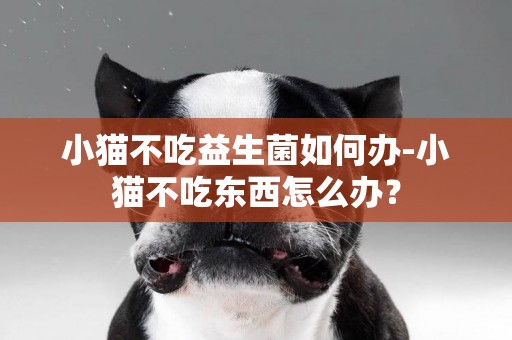 小貓不吃益生菌如何辦-小貓不吃東西怎么辦？