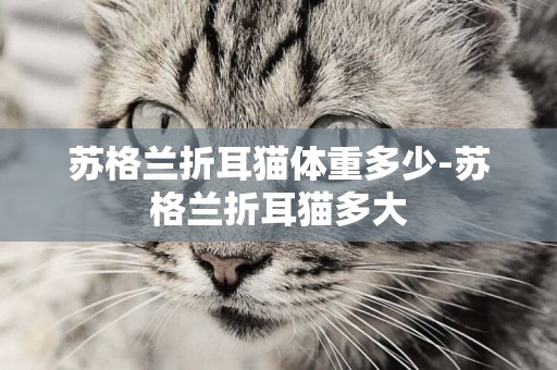 蘇格蘭折耳貓體重多少-蘇格蘭折耳貓多大