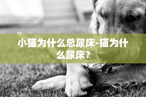 小貓為什么總尿床-貓為什么尿床？