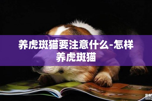 養虎斑貓要注意什么-怎樣養虎斑貓