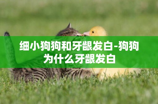 細小狗狗和牙齦發白-狗狗為什么牙齦發白