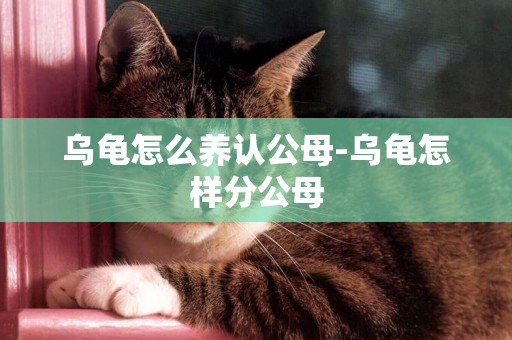 烏龜怎么養認公母-烏龜怎樣分公母