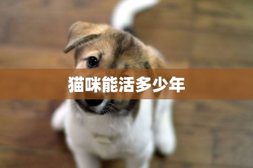 貓咪能活多少年