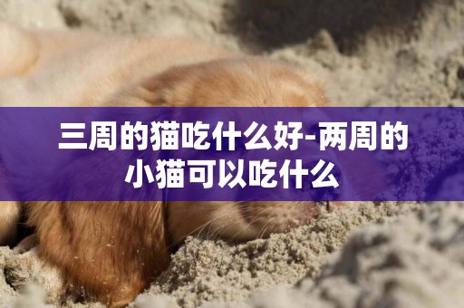 三周的貓吃什么好-兩周的小貓可以吃什么