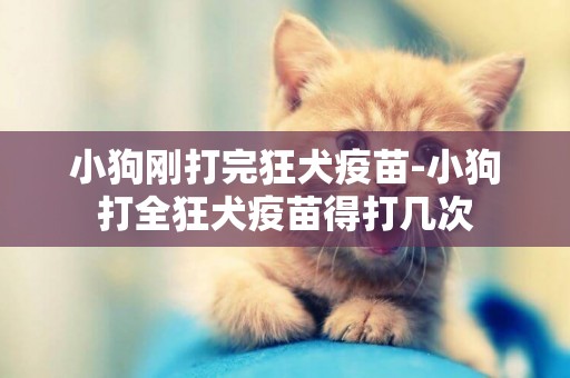 小狗剛打完狂犬疫苗-小狗打全狂犬疫苗得打幾次