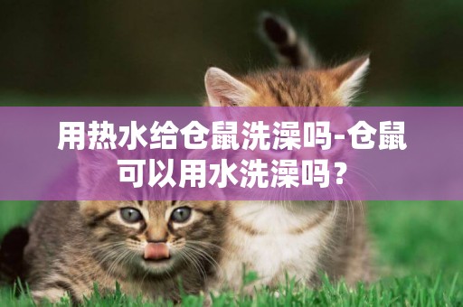 用熱水給倉鼠洗澡嗎-倉鼠可以用水洗澡嗎？