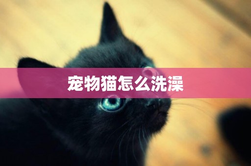 寵物貓怎么洗澡