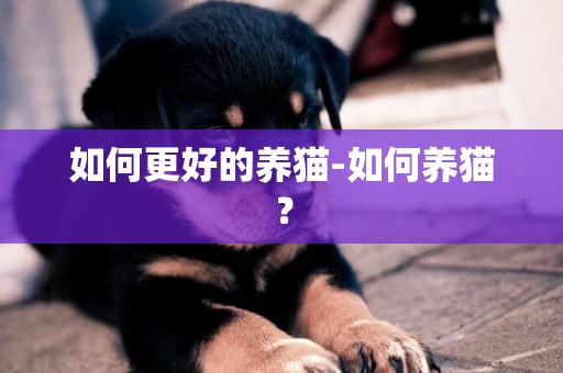 如何更好的養貓-如何養貓？