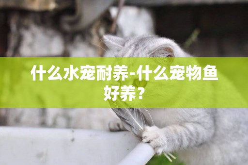 什么水寵耐養-什么寵物魚好養？