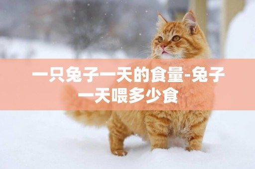 一只兔子一天的食量-兔子一天喂多少食