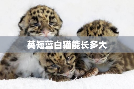 英短藍白貓能長多大