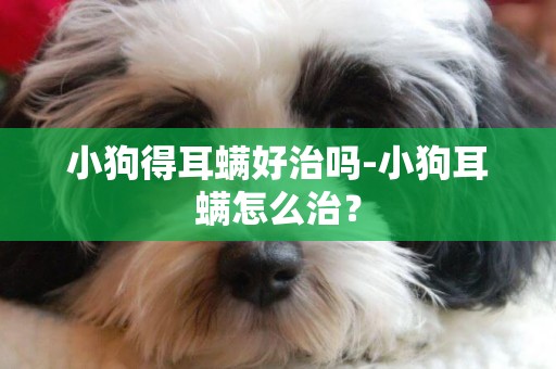 小狗得耳螨好治嗎-小狗耳螨怎么治？