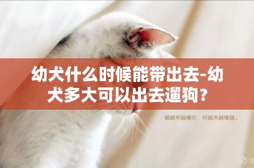 幼犬什么時候能帶出去-幼犬多大可以出去遛狗？