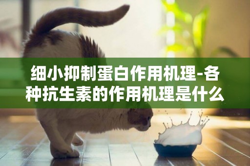 細小抑制蛋白作用機理-各種抗生素的作用機理是什么？我要詳細的答案，謝謝高手指點