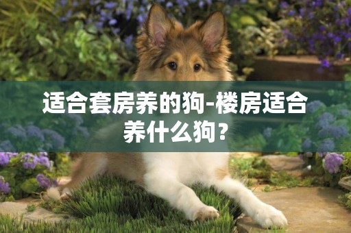 適合套房養的狗-樓房適合養什么狗？