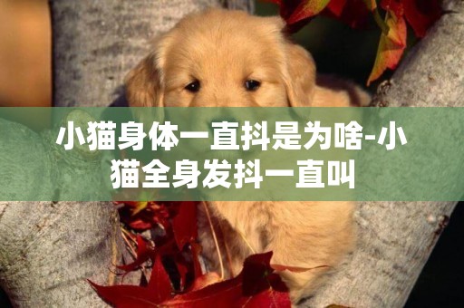小貓身體一直抖是為啥-小貓全身發抖一直叫