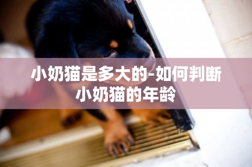 小奶貓是多大的-如何判斷小奶貓的年齡