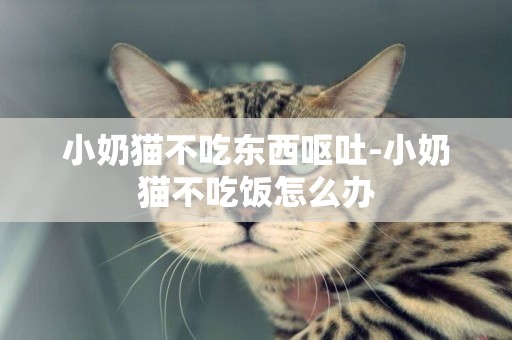 小奶貓不吃東西嘔吐-小奶貓不吃飯怎么辦