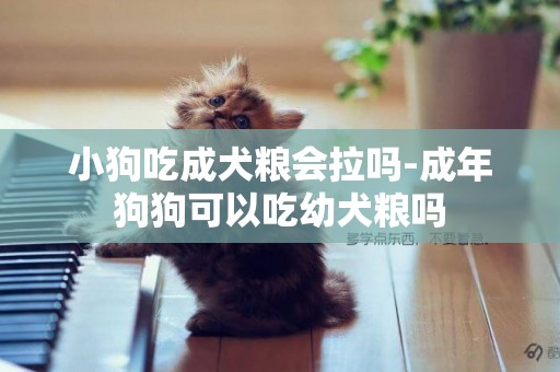 小狗吃成犬糧會拉嗎-成年狗狗可以吃幼犬糧嗎
