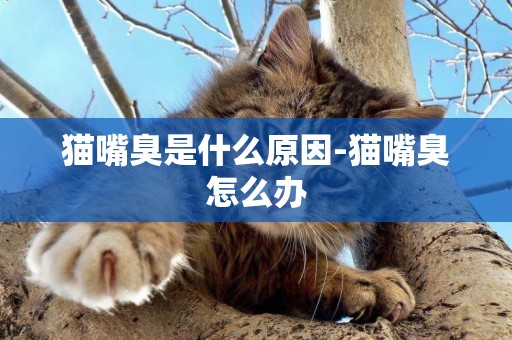 貓嘴臭是什么原因-貓嘴臭怎么辦