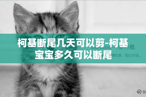柯基斷尾幾天可以剪-柯基寶寶多久可以斷尾