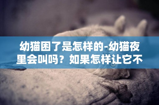 幼貓困了是怎樣的-幼貓夜里會叫嗎？如果怎樣讓它不叫？