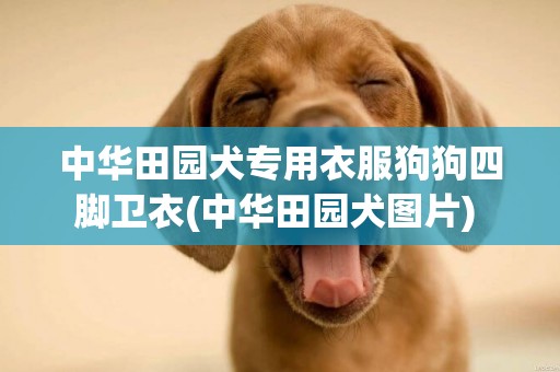 中華田園犬專用衣服狗狗四腳衛衣(中華田園犬圖片) 