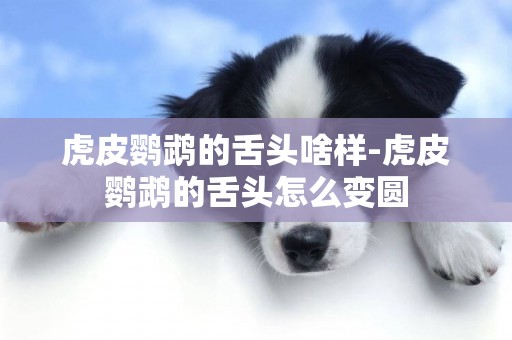 虎皮鸚鵡的舌頭啥樣-虎皮鸚鵡的舌頭怎么變圓