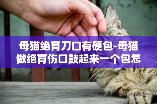 母貓絕育刀口有硬包-母貓做絕育傷口鼓起來一個包怎么回事