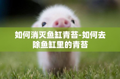 如何消滅魚缸青苔-如何去除魚缸里的青苔