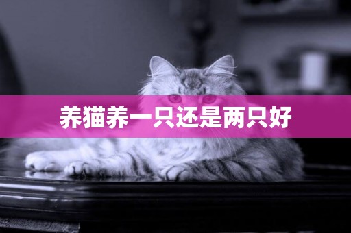 養貓養一只還是兩只好