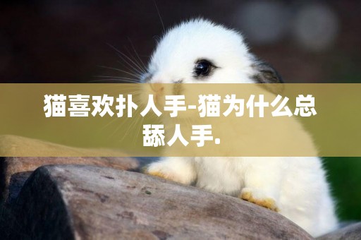 貓喜歡撲人手-貓為什么總舔人手.