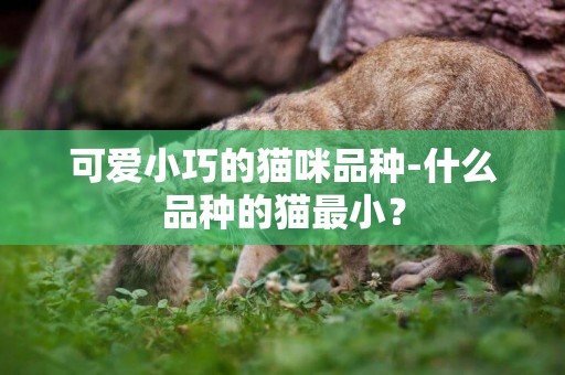 可愛小巧的貓咪品種-什么品種的貓最小？