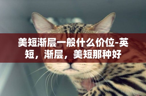 美短漸層一般什么價位-英短，漸層，美短那種好