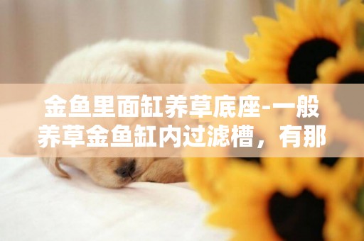 金魚里面缸養草底座-一般養草金魚缸內過濾槽，有那些材料就可以穩定水質了？