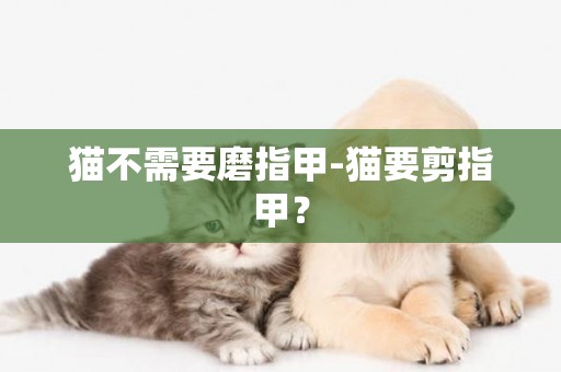 貓不需要磨指甲-貓要剪指甲？